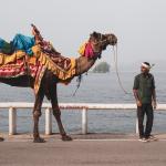 Desert Safaris and Camel Rides